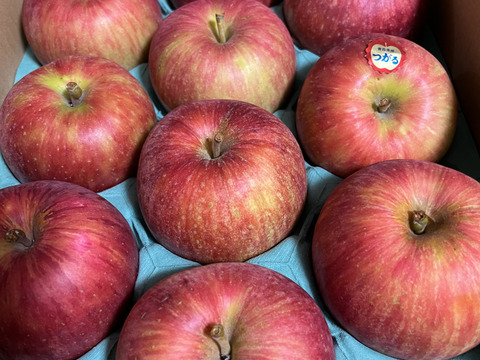 早生りんごの定番のりんご！つがる（9個から12個）収穫後すぐに発送！