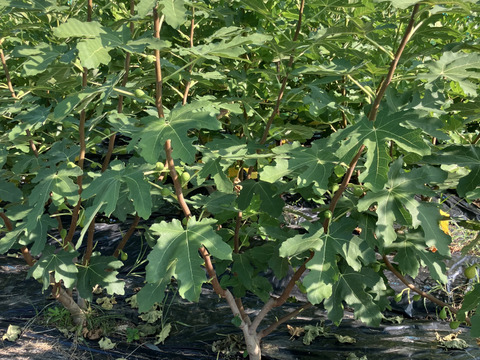 バナーネ　白いちじく　露地栽培　化学肥料農薬不使用　予約販売　順次配送