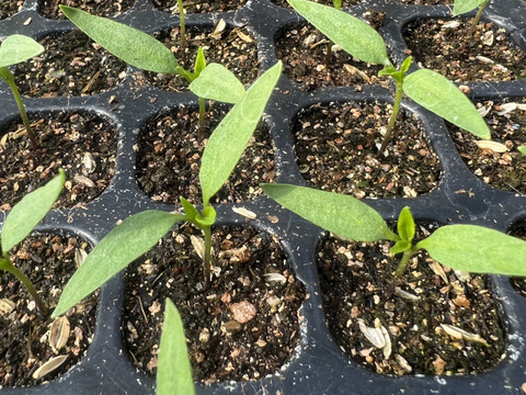 【香りと辛味】熊本県産　ホットパラソル　青唐辛子　１kg