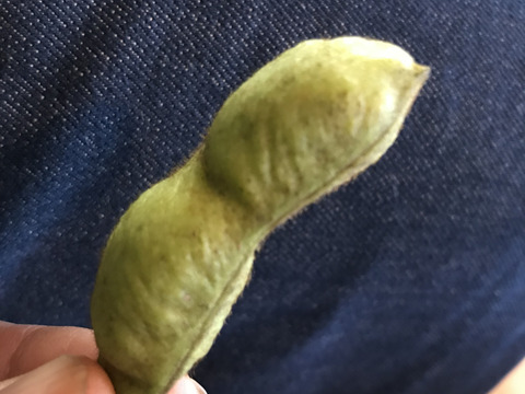 丹波黒枝豆さやのみ１kg（500g袋x ２）自然栽培　農薬化学肥料完全不使用！【完売！】
