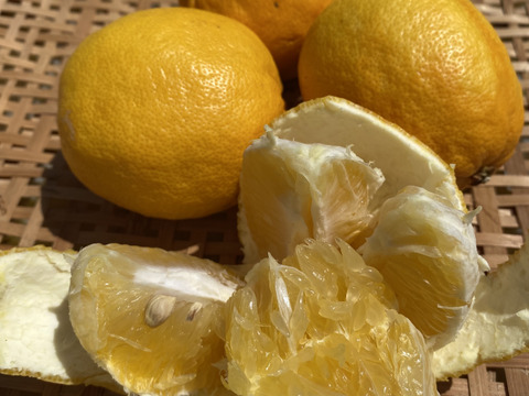 まぼろしの柑橘   『レモネード』　2kg   数量限定