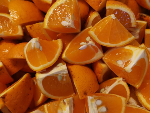 まる美の果汁たっぷり完熟清見オレンジ5kg以上【訳ありジュース用】
