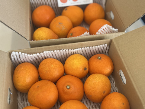 残りわずか・・】まるで天然ゼリー！まどんな（ご家庭用・2㎏）×2箱