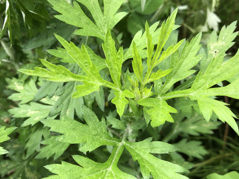 柔らか新芽、香り良い美味しい蓬（ヨモギ）600グラム以上！採れたての季節の野菜もサービスでお入れしてお送りいたします
