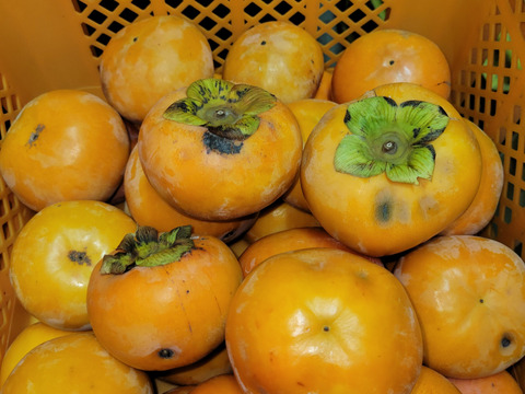 ☆彡秋の大豊作祭☆彡和歌山県かつらぎ町産富有柿(加工用)全サイズ10kg。