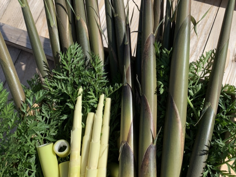 【春のリュウキュウチク！】種子島産苦竹を含む野菜セット