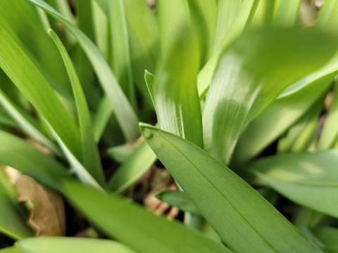 食べて美味しい野草５種のセット　野菜セット