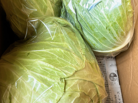 【丹波の恵】甘みたっぷり兵庫県産新鮮野菜キャベツをお届け3玉入‼️