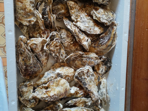 【水産アワード１位受賞】生食用４ｋｇ殻付き 牡蠣 （28~55粒）牡蠣 殻付き牡蠣 殻付き牡蛎 牡蛎 kaki かき カキ 松島牡蠣屋 BBQに バーベキュー食材 貝類 海産物