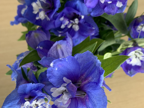 青系デルフィニウム(エラータム系)12本入り