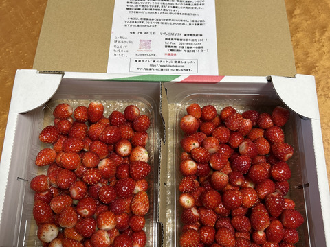 ジャムに最適、小粒とちおとめ（規格外）600g×2p：栃木県産の