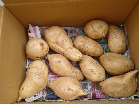 白いさつまいも！希少新品種きみまろこ2㎏(小さめサイズ)