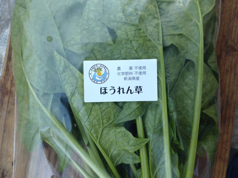 アクアポニックスで育てたほうれん草（約１.2kg）