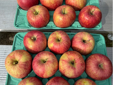 発送開始！完熟葉とらずサンふじ🍎約3kg