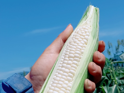 大好評😀【夏ギフト】関東圏限定　収穫した日にお届け！　白い贅沢“ピュアホワイト “2kg（6本〜10本）➕おまけ2本　 from 名水の里　神奈川県秦野市