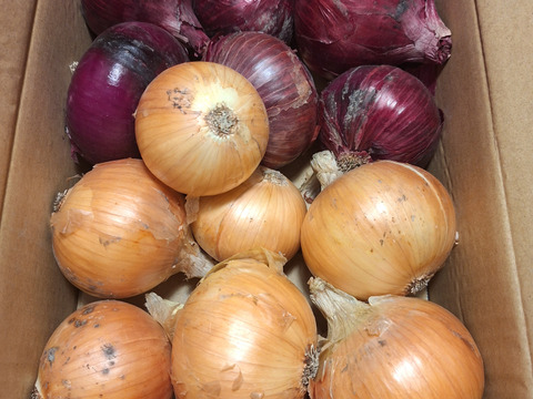 農薬、除草剤不使用！淡路島玉ねぎ1.5kg 紫玉ねぎ 赤玉ねぎ1.5kg 計3kg