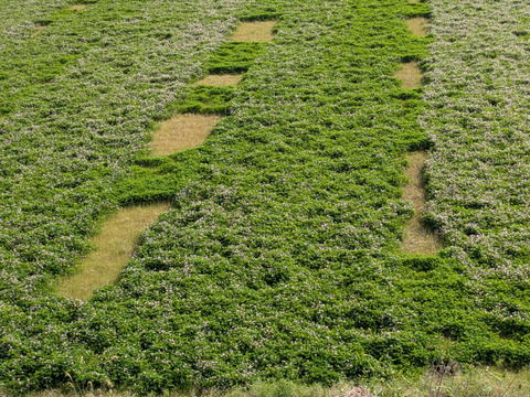 農薬化学肥料未使用玄米ヒノヒカリ