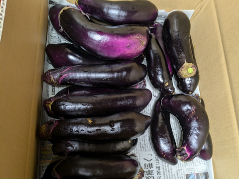 朝取り！　訳ありナス(筑陽)3キロ(15〜30本)