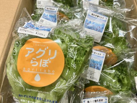 洗わなくても食べられる　フリルレタス　シャキシャキ長持ち　葉ごころレタス（個包装で12個入）