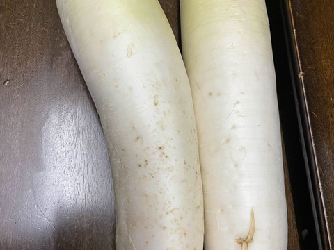 【規格外】肉質が緻密で純白!味が染みやすい三太郎大根（5kg）