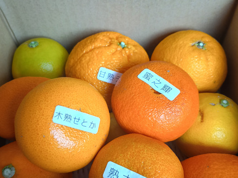 【柑橘食べ比べ】甘～いみかん！お手頃価格で食べきりサイズ！旬のこだわり柑橘をまるごと楽しむ！３～５種類入り！何の品種が入っているか「お楽しみかん」 ご家庭用　約2kg入【商品番号999】