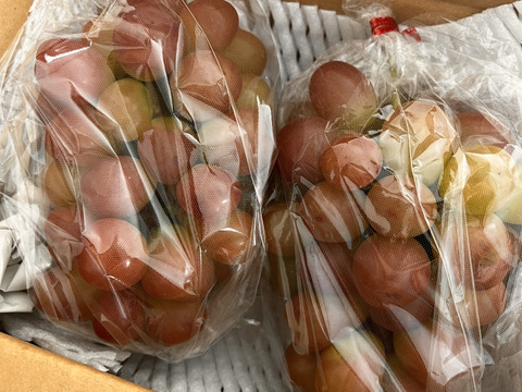 信州小布施　マイハート（ハート形ぶどう）　2房（1㌔）