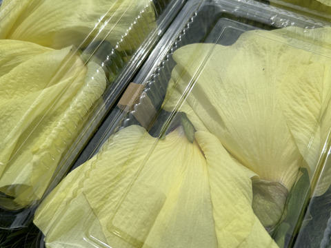 【希少野菜】【エディブルフラワー】花オクラ　12輪