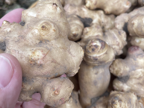 【水が綺麗な土地で栽培】菊芋3kg 【農薬を使わず栽培】【話題のスーパーフード】