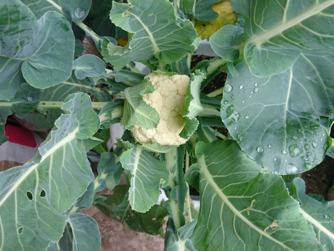 【香川県産】甘くてとっても美味しい!!カリフラワー６株入り