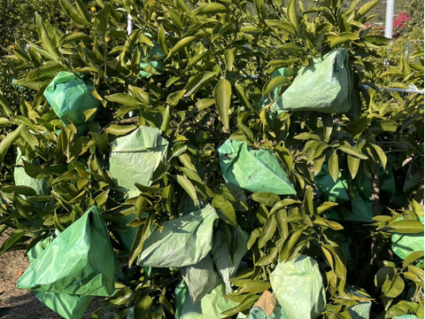 【お買い得】ジューシーかつ濃厚なはるみ（約10kg）訳あり品