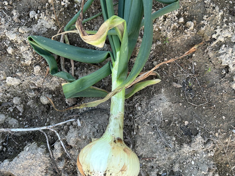 葉玉葱🧅／ホーム玉葱／シャルム　５キロ