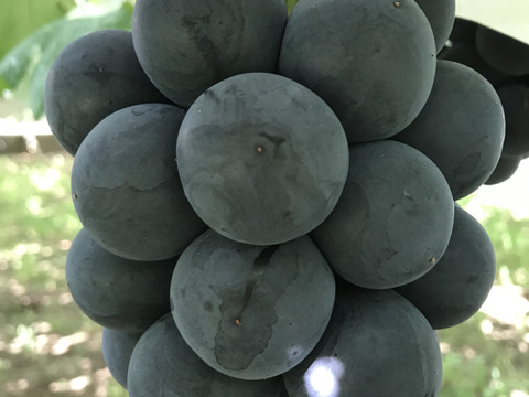 悪魔のぶどう😈山梨県産ブラックビート1.9kg