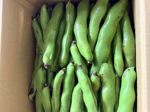 ★お買い忘れはありませんか★シーズン終了間近！指宿産そらまめ『いぶすき陵西』（ご家庭用・5kg）