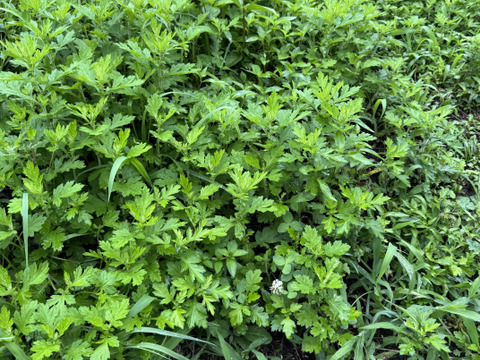 柔らか新芽、香り良い美味しい蓬（ヨモギ）600グラム以上！採れたての季節の野菜もサービスでお入れしてお送りいたします