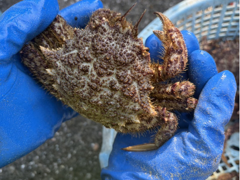 春が旬🌸陸奥湾産活トゲクリガニ【1kg】