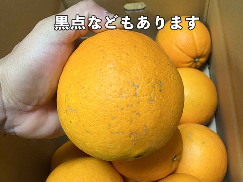 愛媛県中島産の白柳ネーブル　サイズ混合5キロ