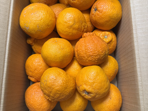 【母の日ギフト】デコポン発祥地から不知火５kg（家庭用）〜雑誌「MORE」に掲載されました〜