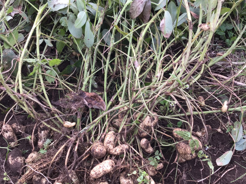 期間限定！自然農で作った掘り立て！生落花生