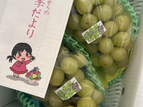 まるせい果樹園のぶどう　　ゴールデンシャイン(ハニーシャインマスカット、金色シャインマスカット)シャインマスカット　1ｋ　(1~4房)　自家用　贈答用答用　oｓ5