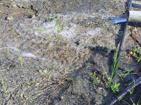 新米　白米 5kg　キヌヒカリ 令和7年度産 熊本県産 無洗米　hiroファーム