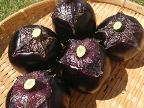 大容量！貴重！ナスの大トロ！『越の丸なす』　８個～１０個/１個200g前後