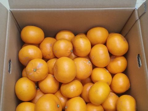 【幸せな絶品】地元の方にも大人気！ せとか 家庭用　５kg
　　興居島が誇る濃厚な果汁が口いっぱいに広がりとろけるようなくちどけ！　【2/20～出荷】