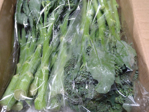 【野菜の旨味が楽しめる！】★抗酸化作用の高いβカロテンが豊富★スティックセニョール(1kg) [化学農薬・化学肥料・除草剤不使用]