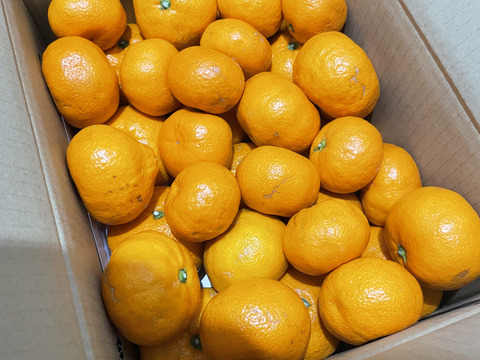 極上の美味しさ有田みかん5kg！糖度13度だけ！