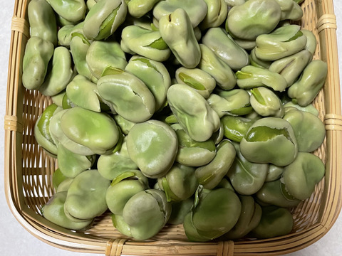 新鮮そら豆お届け便2.5kg