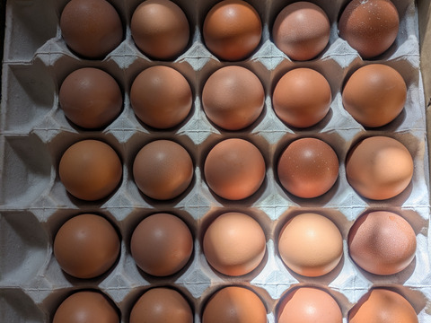 ★期間限定★ぷりぷりの白身とこんもり黄身がクセになる【初たまご50個】若鶏の生んだ赤たまご 50個