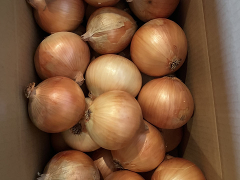 【10kg】淡路島産たまねぎ 特別栽培 兵庫県認証食品 ひょうご安心ブランド 特別栽培 あさひサンファーム グループ購入 飲食店様 南あわじ市 淡路島産たまねぎ レシピ付き！