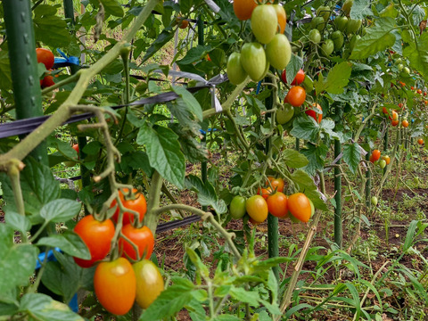 【トマトがメイン】南阿蘇から旬の夏野菜よりどり6品セット