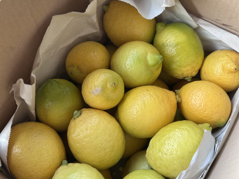 湘南の光たっぷり寒川産新鮮レモン！3kg