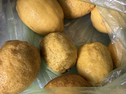 レモン　訳あり2kg　【防腐剤・ワックス不使用】